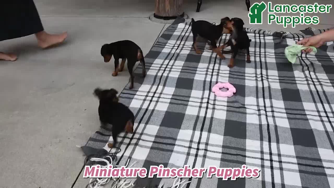 Miniature Pinscher dogs for sale: Bruce - Video 1