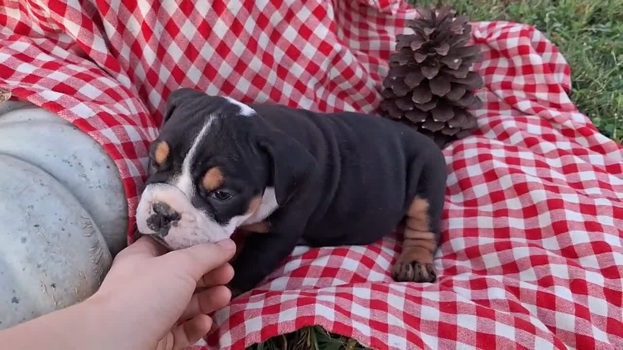 English Bulldog dogs for sale: Ruby - Video 1