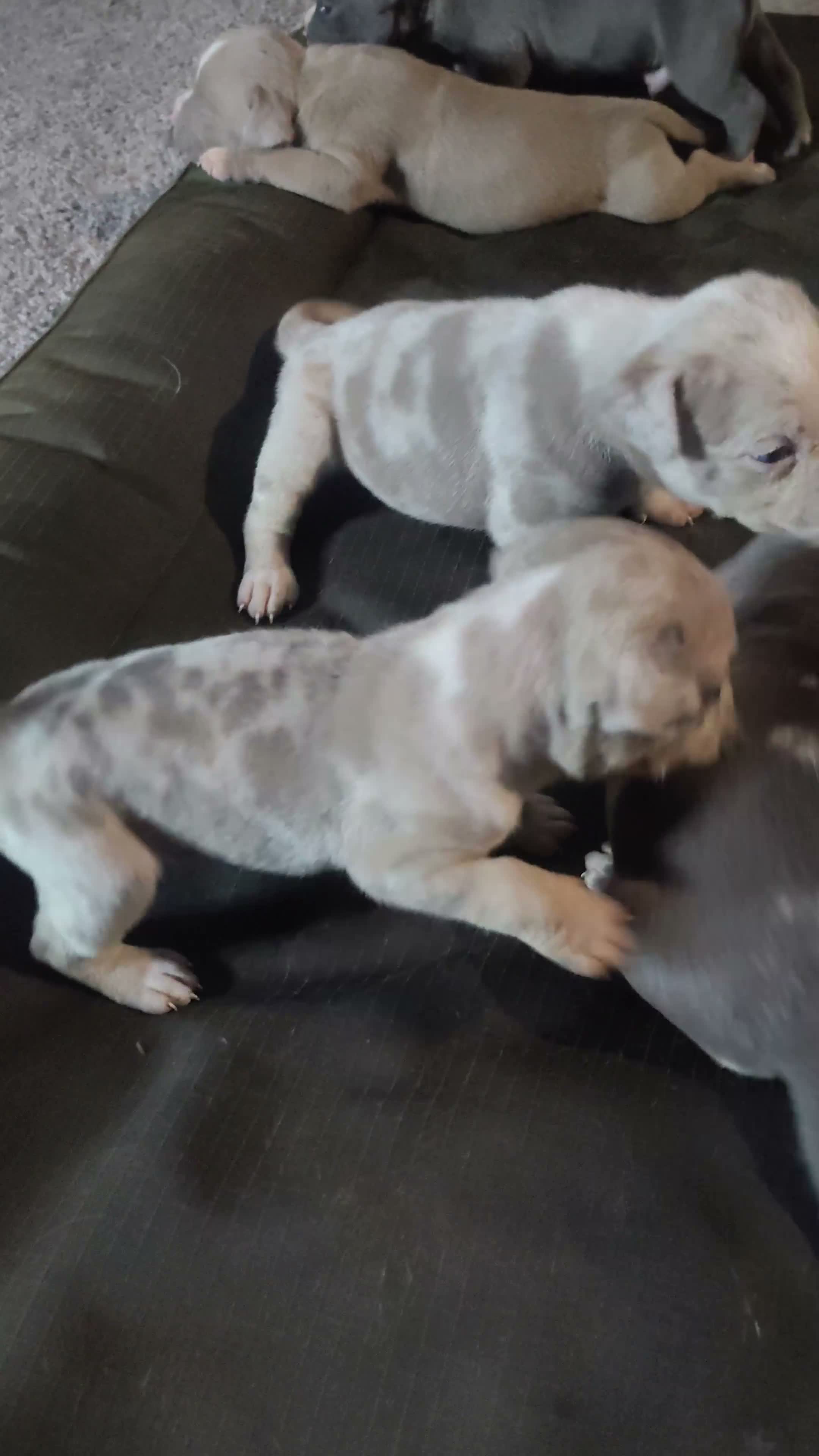 American Bully dogs for sale: American Bully 1 - Video 1