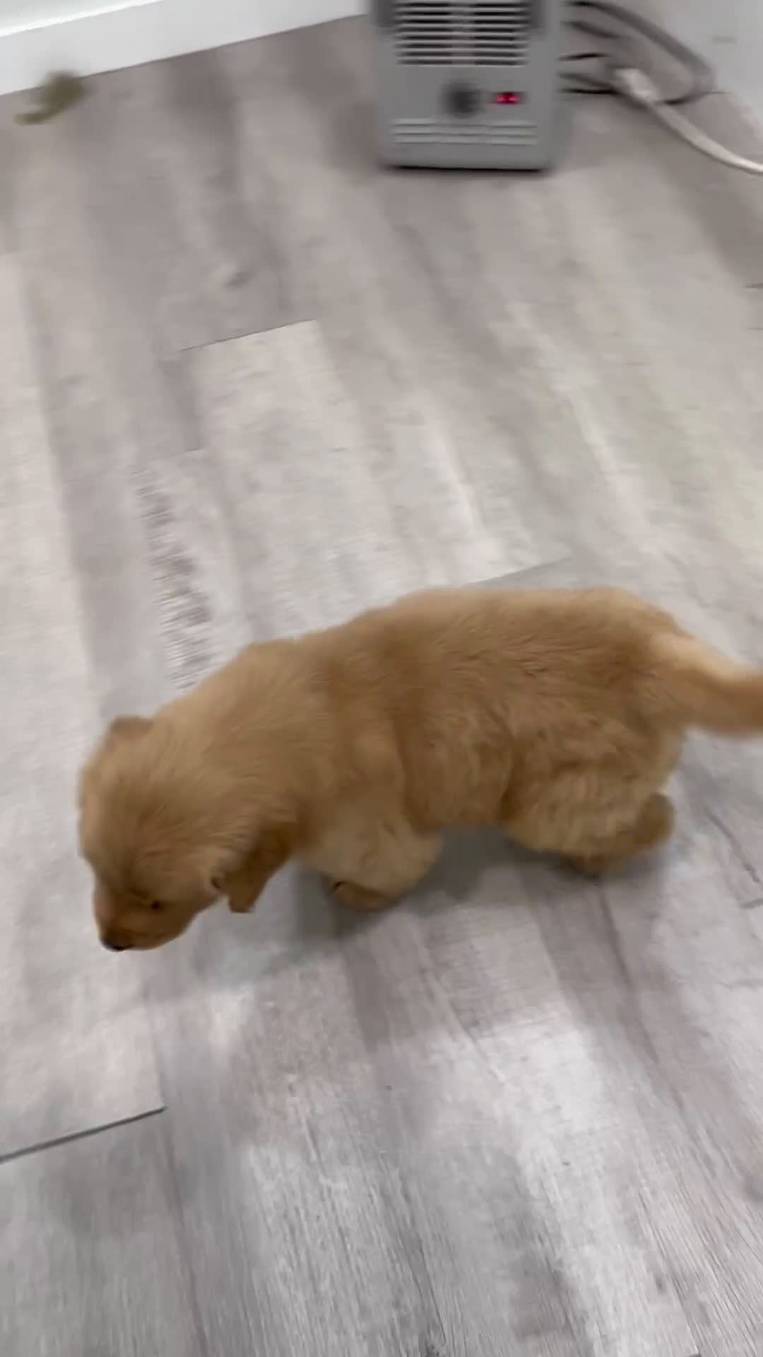 Golden Retriever dogs for sale: Buddy - Video 1