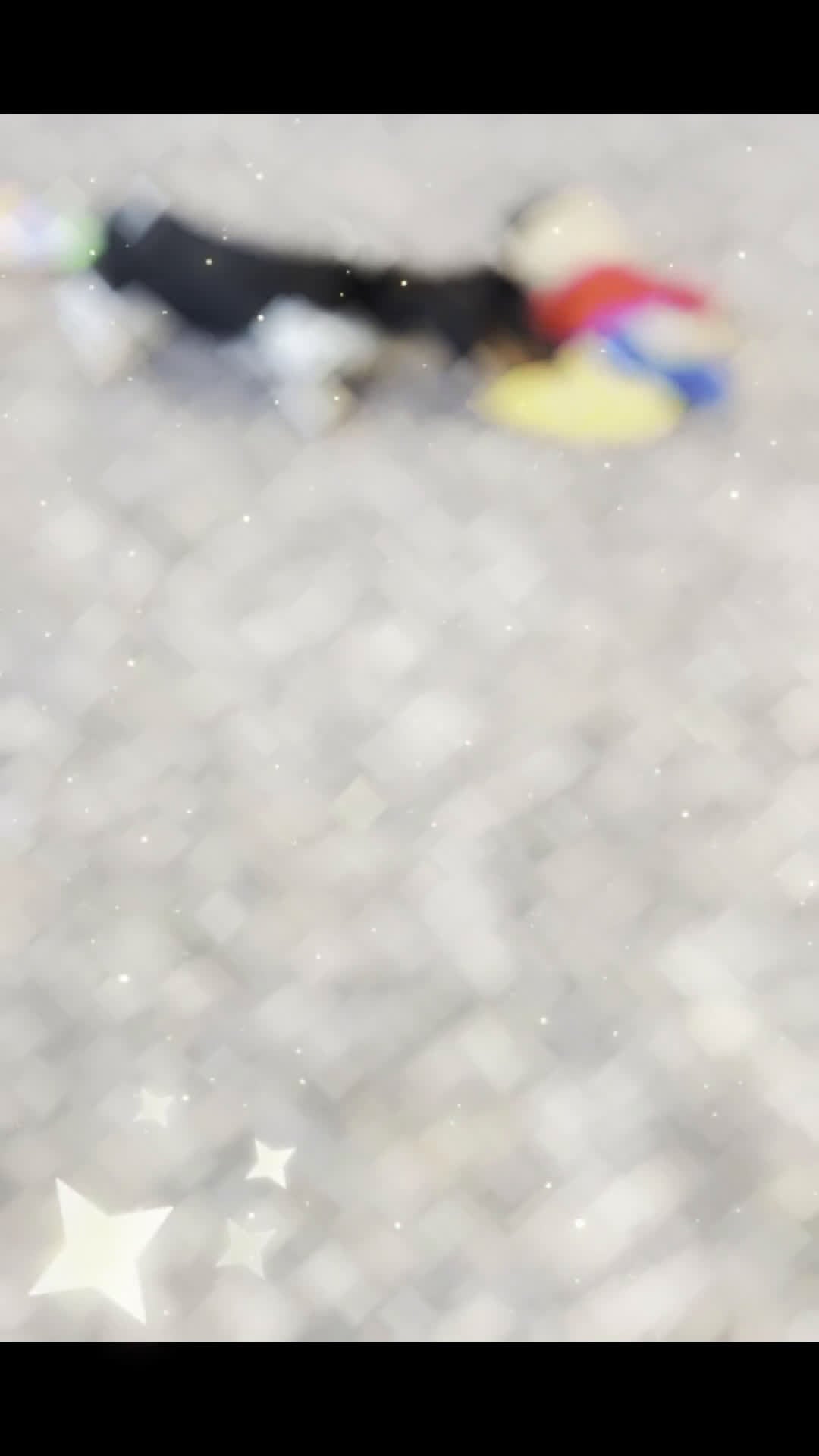 Miniature Dachshund dogs for sale: Dottie - Video 1