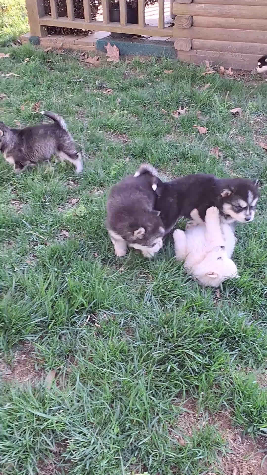 Pomsky dogs for sale: Darci - Video 2