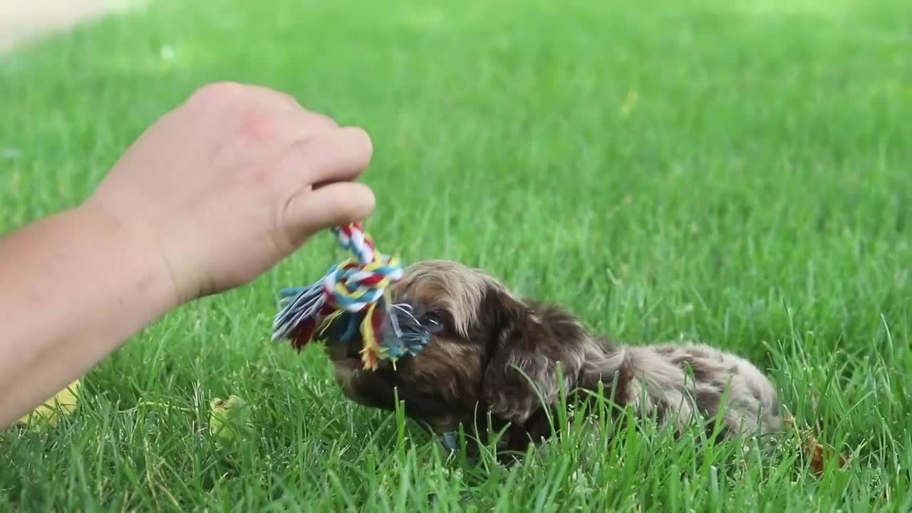 Cockapoo dogs for sale: Teddy - Video 2