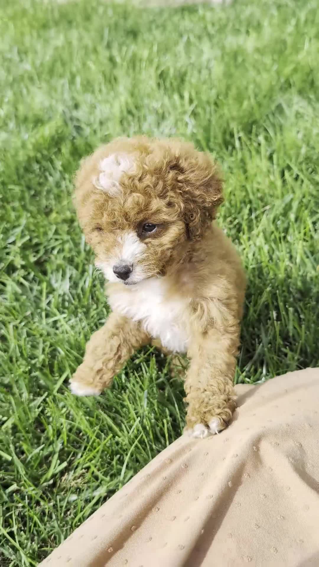 Cavapoo dogs for sale: Jessica - Video 1