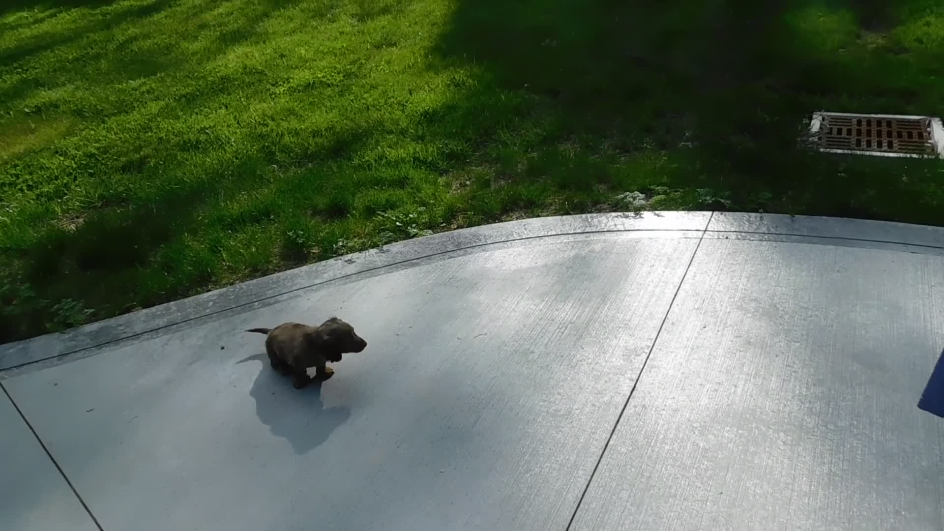Miniature Dachshund dogs for sale: AKC Rowdy - Video 1