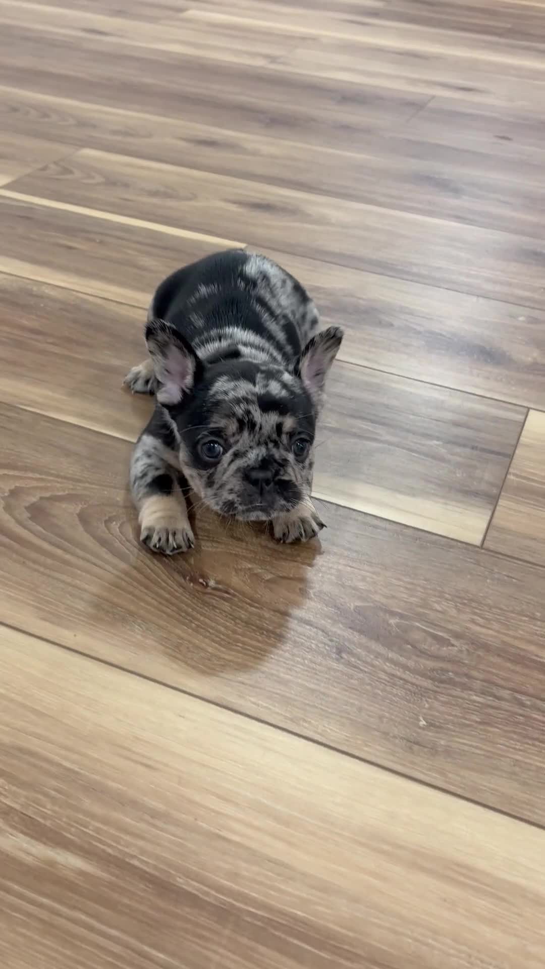 French Bulldog dogs for sale: French Bulldog Puppy 3 - Video 1
