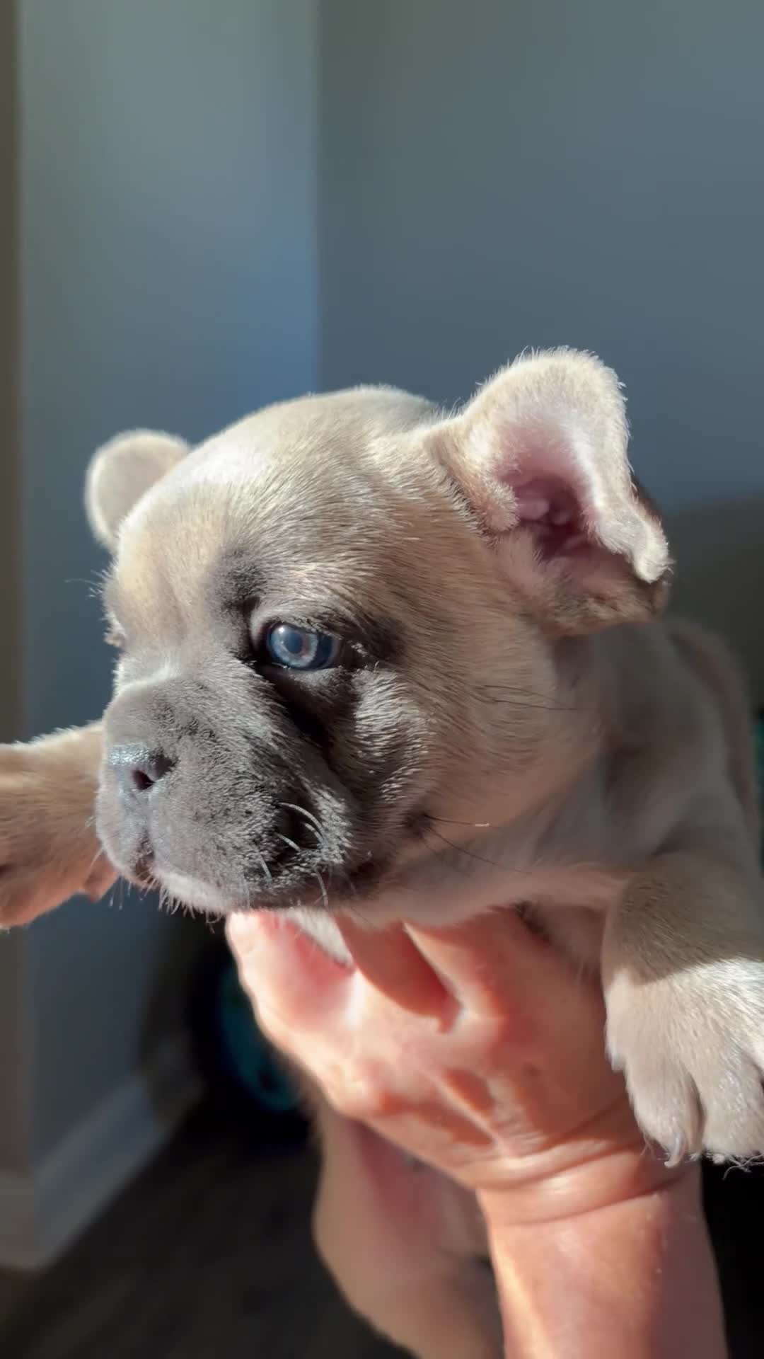 French Bulldog dogs for sale: French Bulldog 1 - Video 1