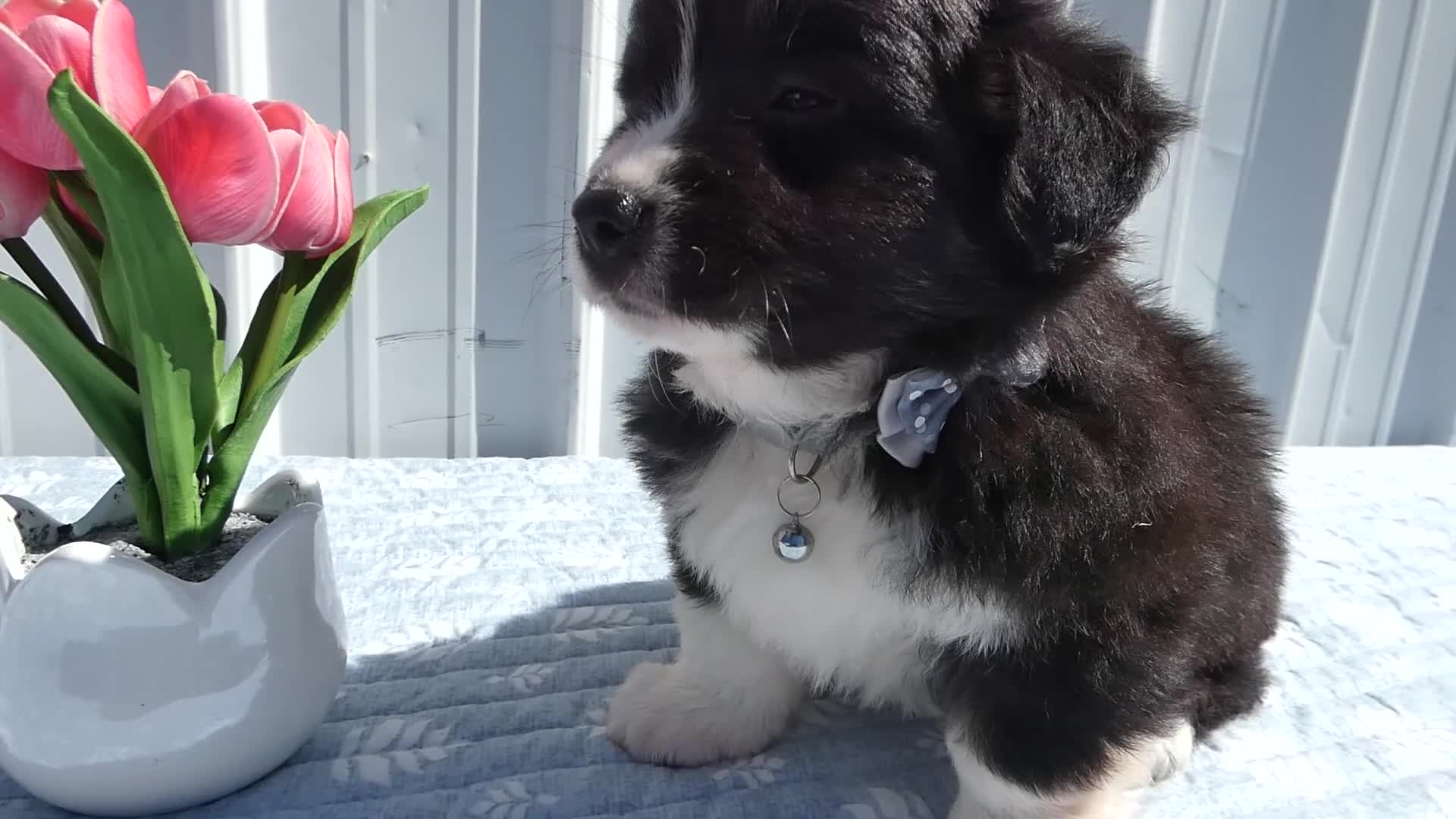 Welsh Corgi Pembroke dogs for sale: Welsh Corgi Pembroke Puppy 1 Lucas - Video 1