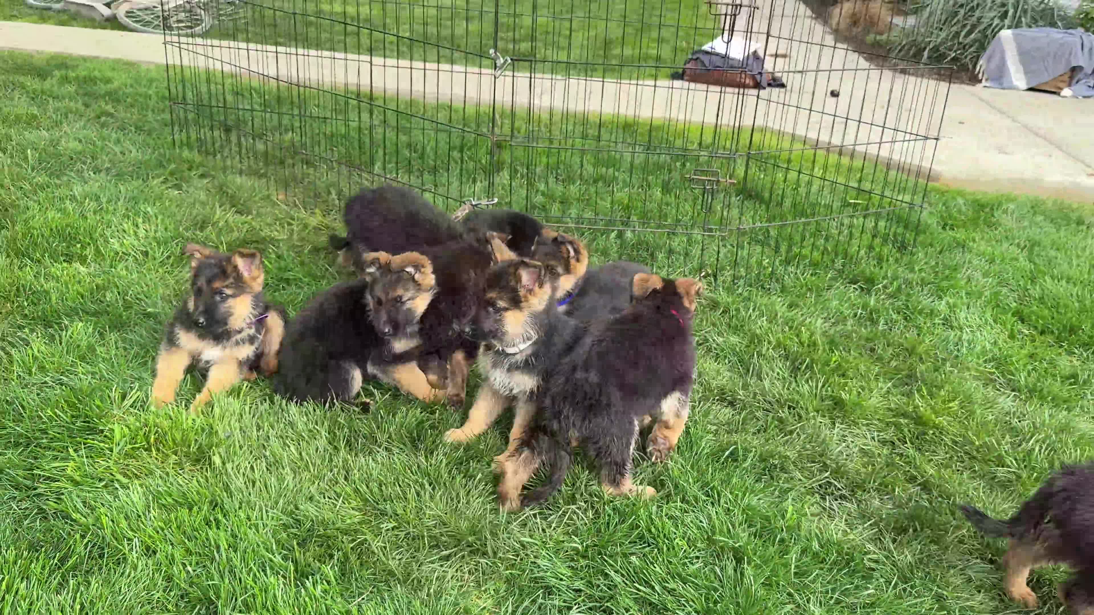German Shepherd dogs for sale: Gabby - Video 1