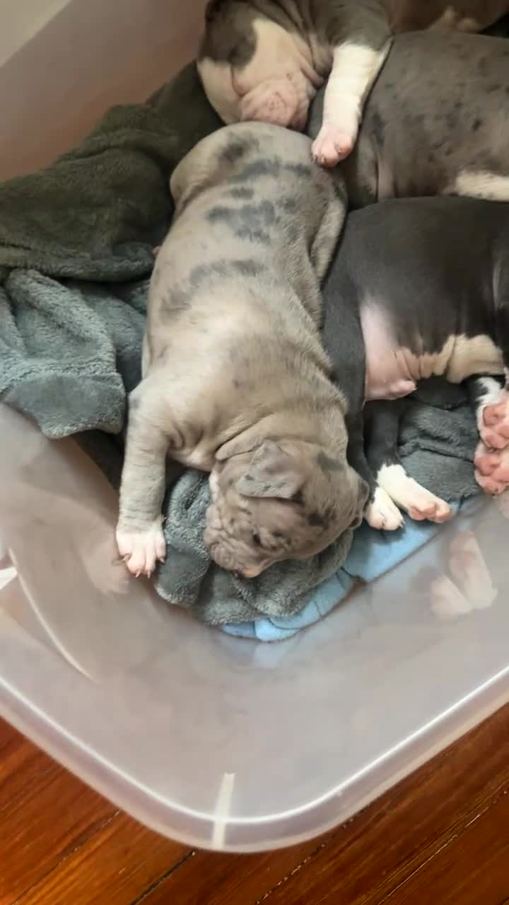 American Bully dogs for sale: American Bully Puppy 3 - Video 2