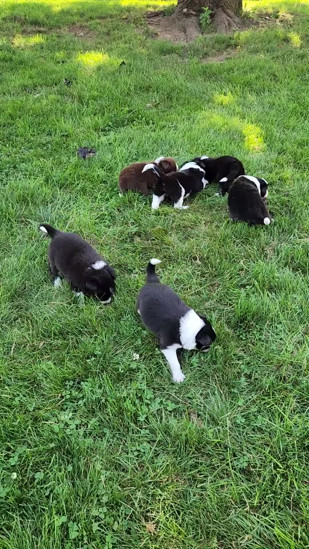 Border Collie dogs for sale: Molly- Pure Breed Border Collie - Video 2