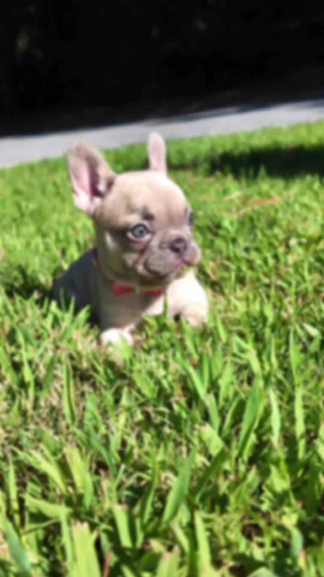French Bulldog dogs for sale: French Bulldog 4 - Video 1