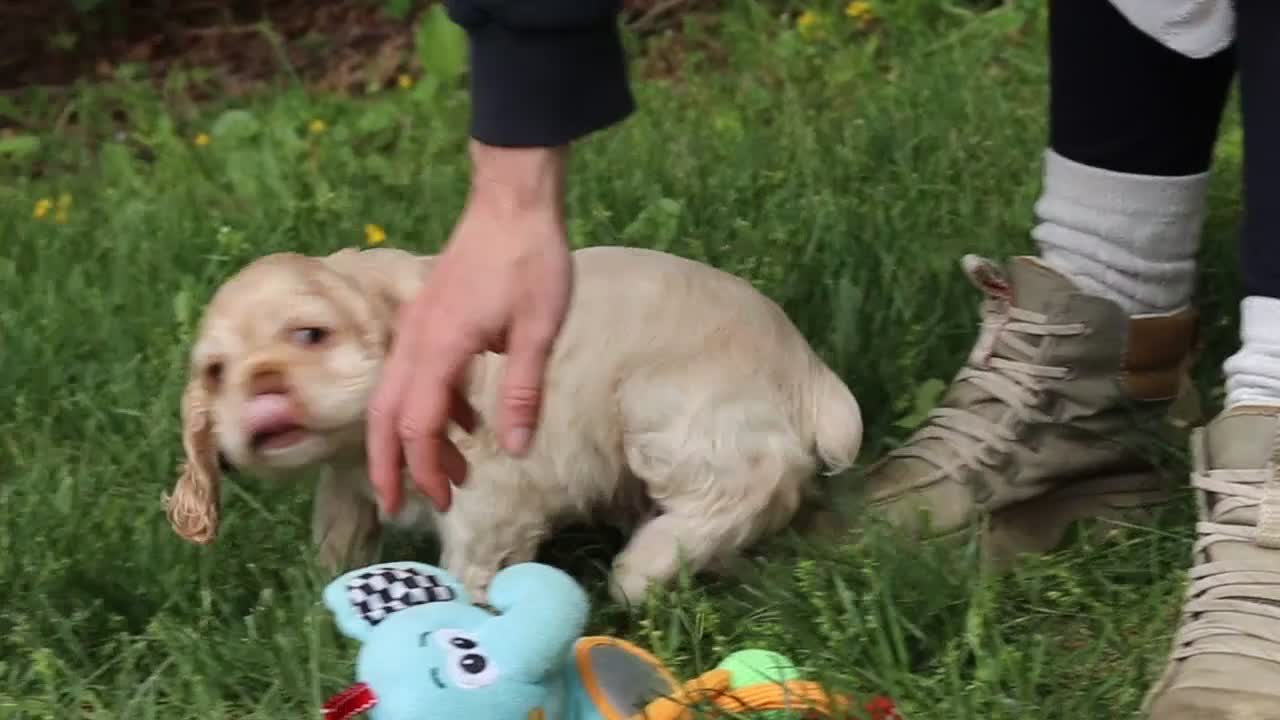 Cocker Spaniel dogs for sale: Clark - Video 2