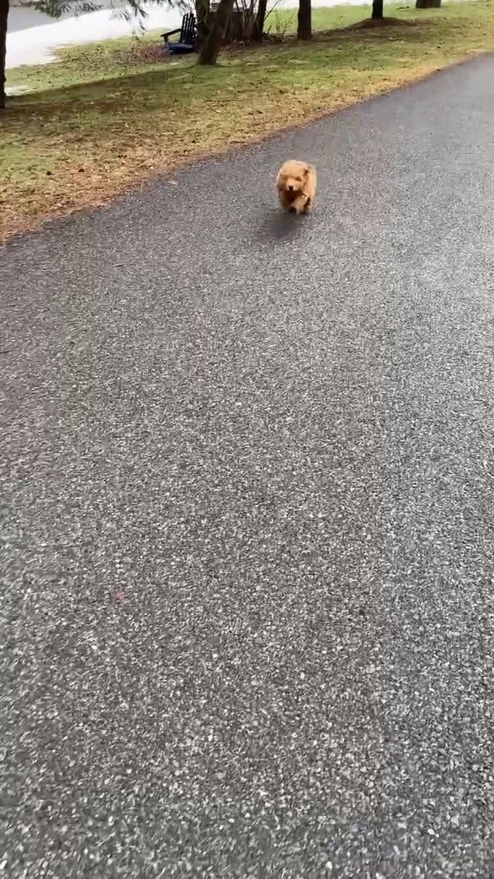 Labradoodle dogs for sale: Maverick - Video 2