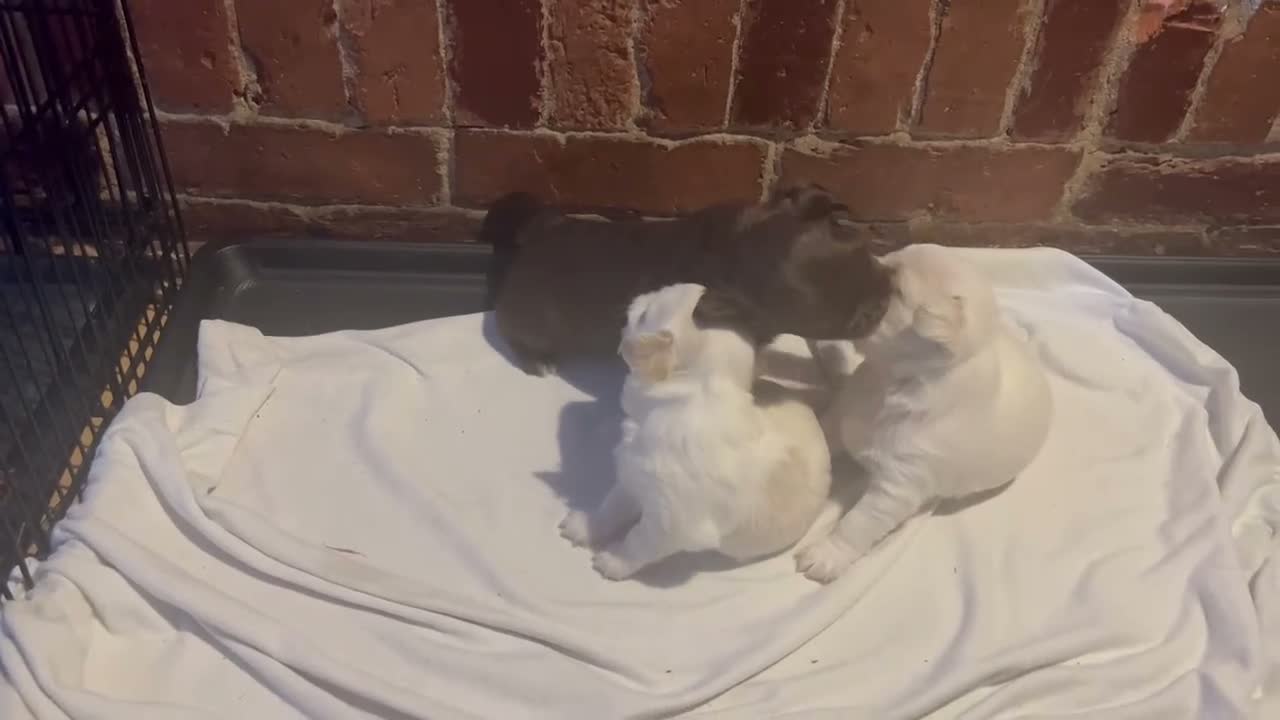 Chihuahua dogs for sale: Male White w/ Light Brown Markings Chihuahua 3 - Video 1