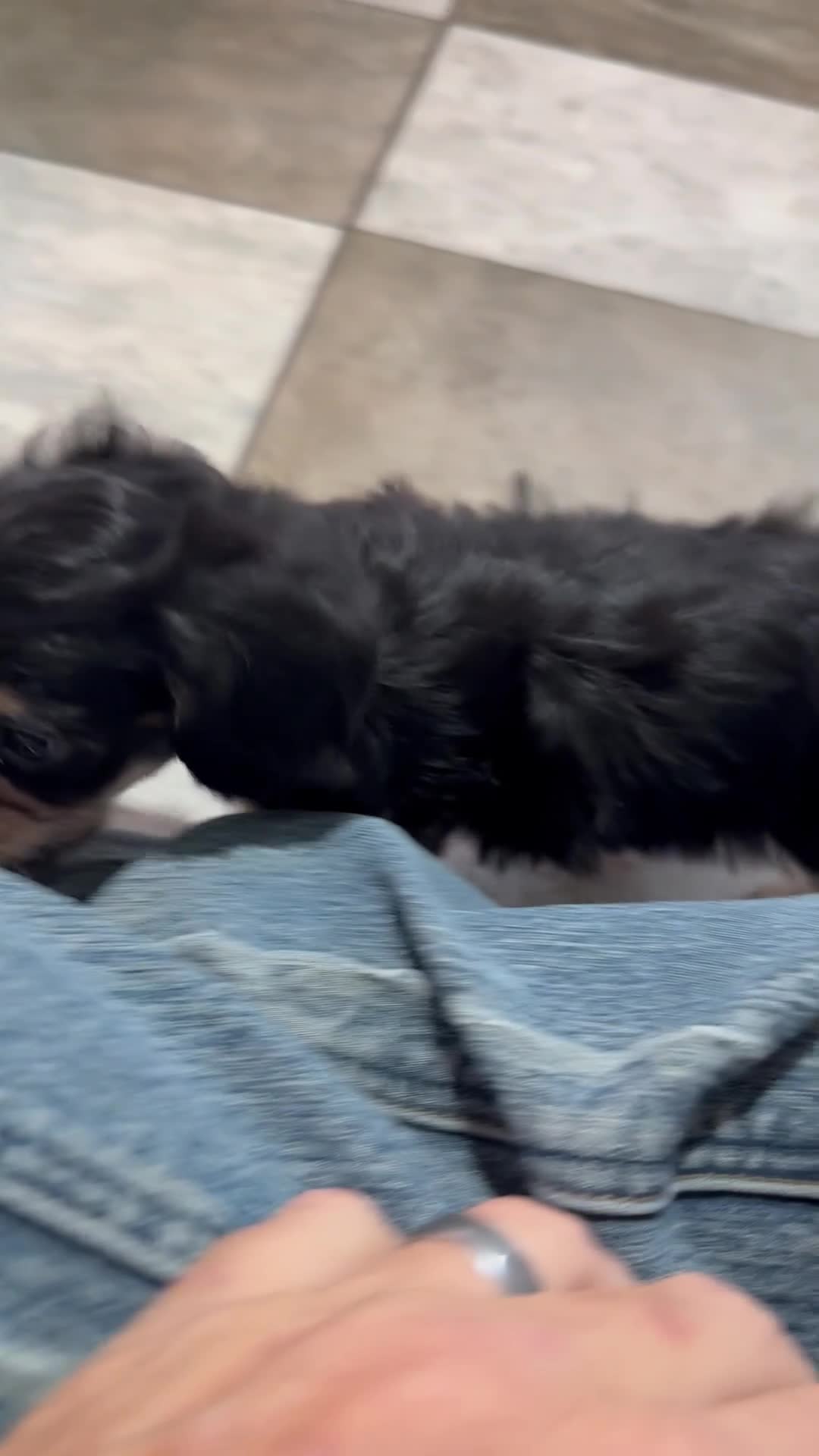 Mixed Breed dogs for sale: Amber - Video 1