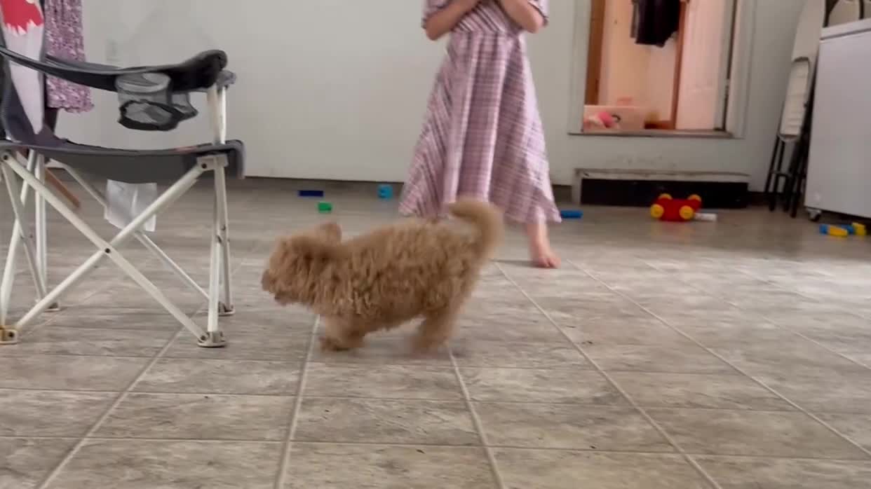 Maltipoo dogs for sale: Tanner - Video 1