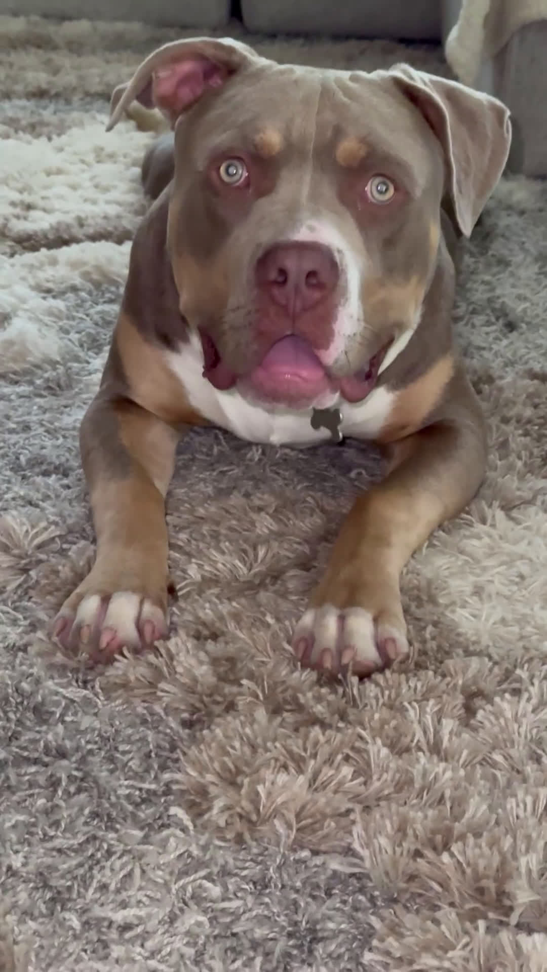 American Pit Bull Terrier dogs for sale: John Snow - Video 1