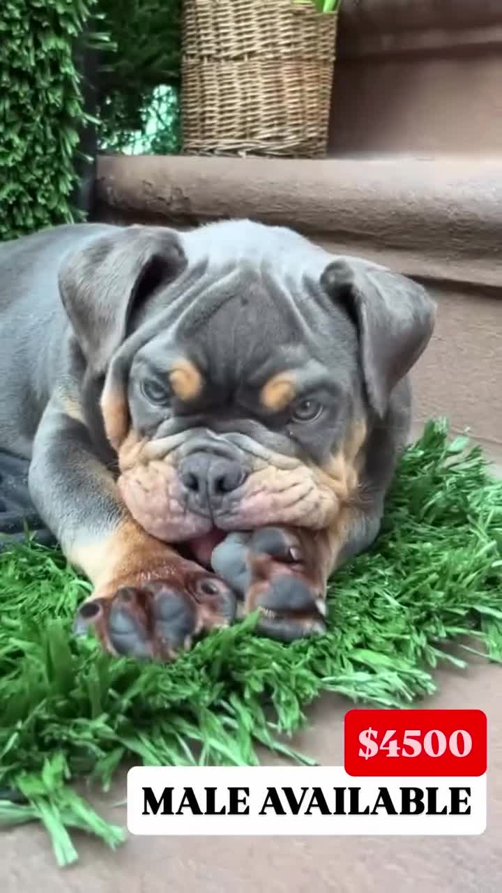 English Bulldog dogs for sale: English Bulldog 1 - Video 1
