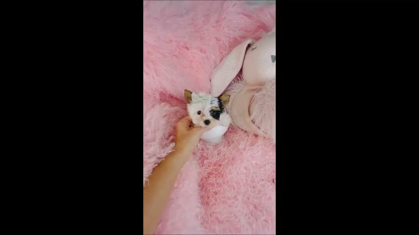 Biewer Terrier dogs for sale: Teacup Biewer Terrier 1 - Video 1
