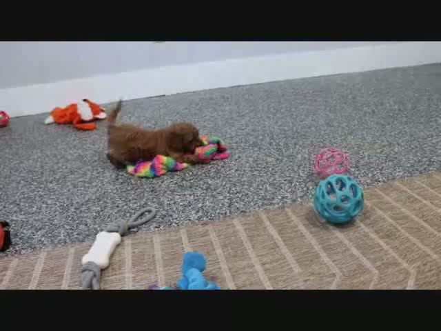 Mini Goldendoodle dogs for sale: Butler - Video 2