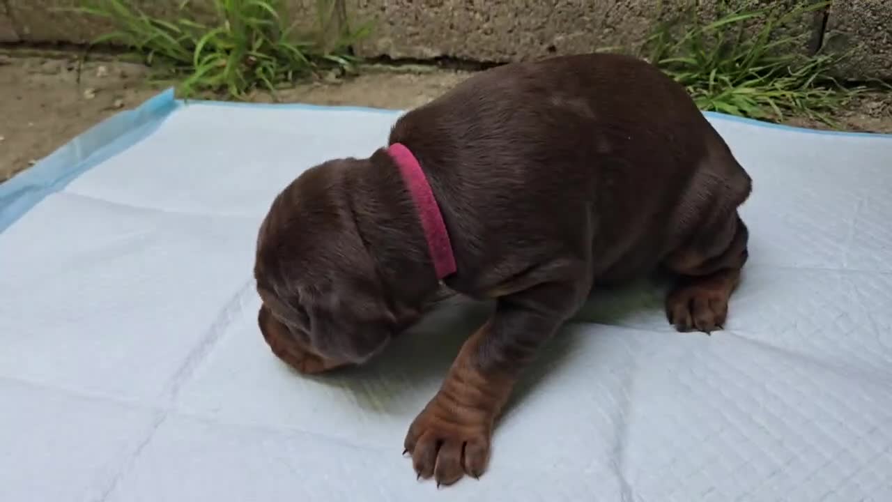 Doberman Pinscher dogs for sale: Doberman Pinscher Puppy 5 - Video 1