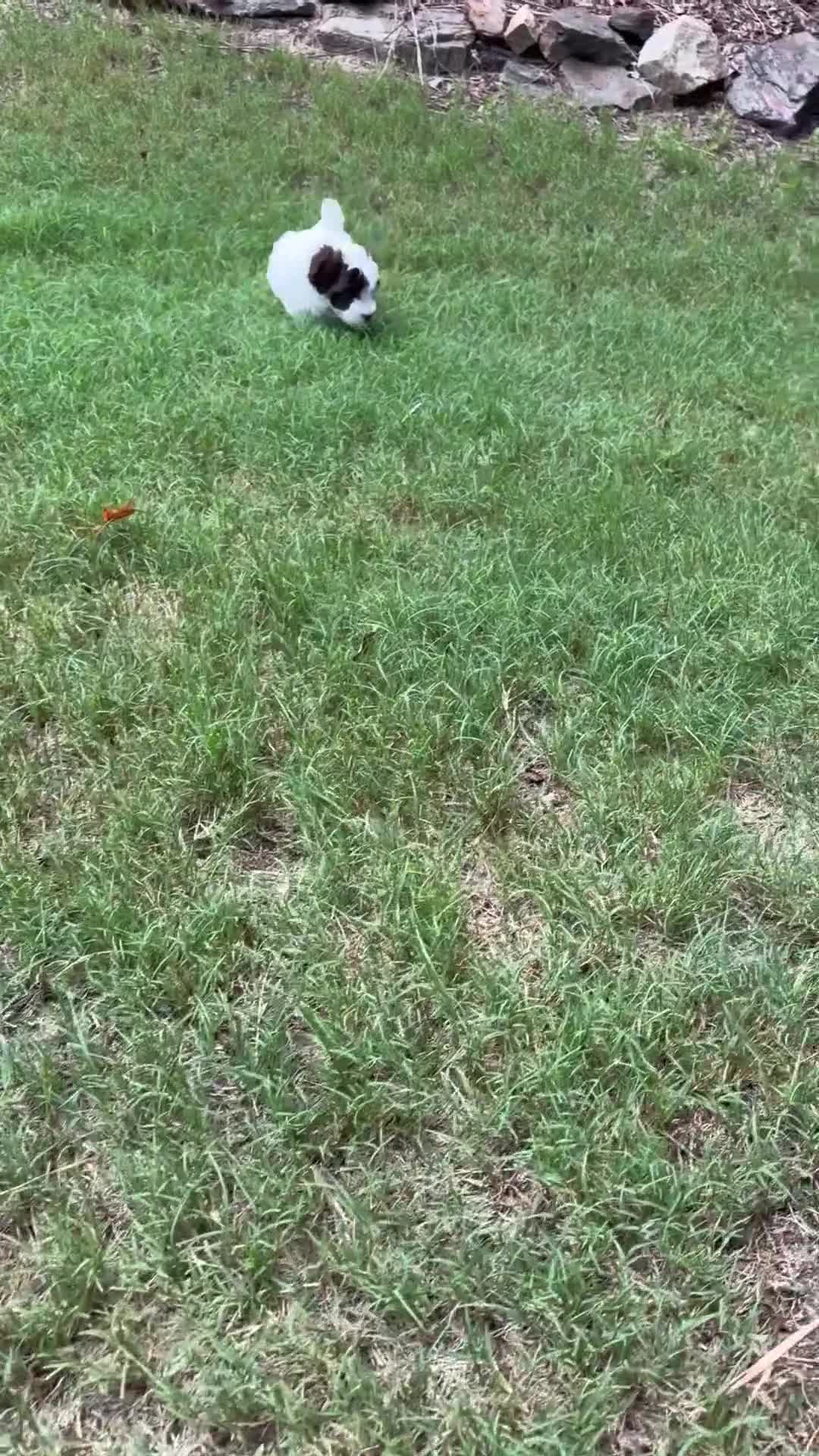 Havapoo dogs for sale: Havapoo 1 - Video 1