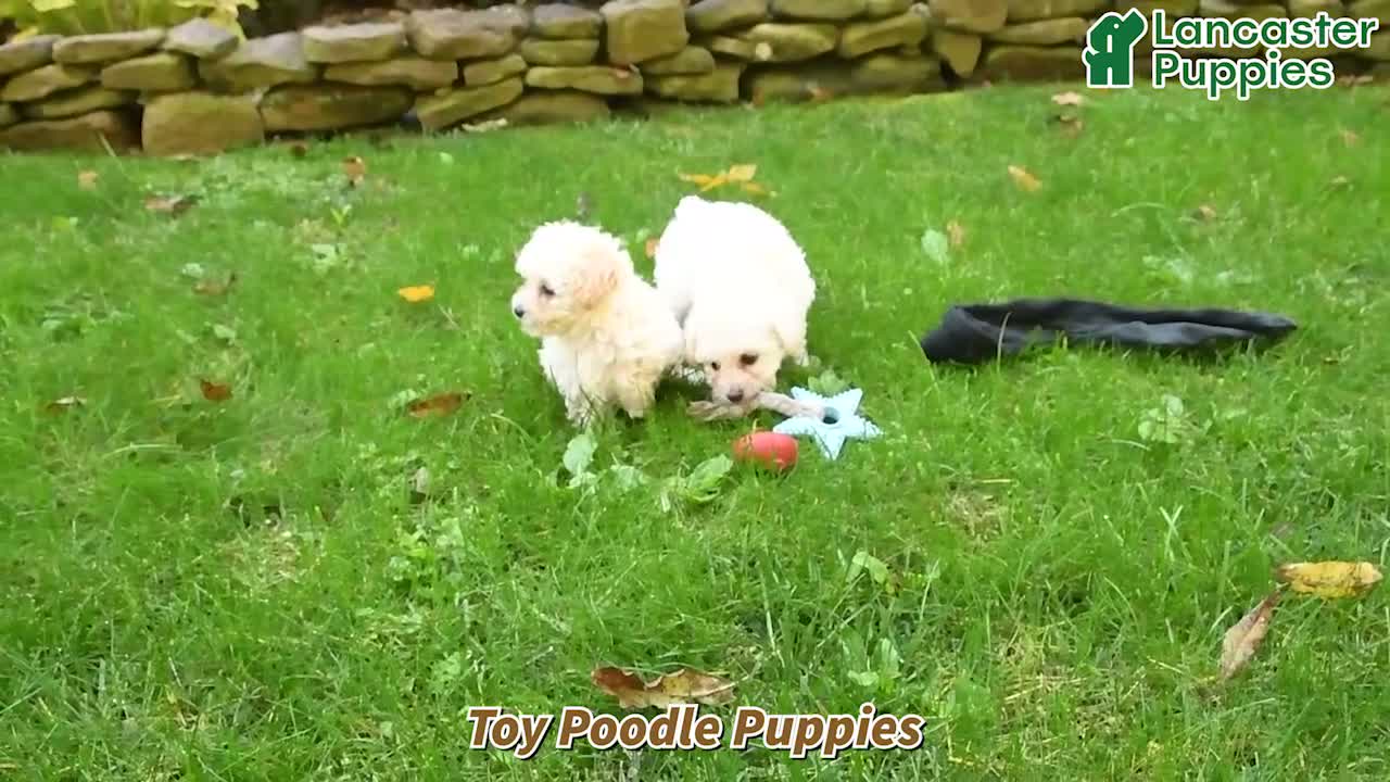 Toy Poodle dogs for sale: Vito - Video 1