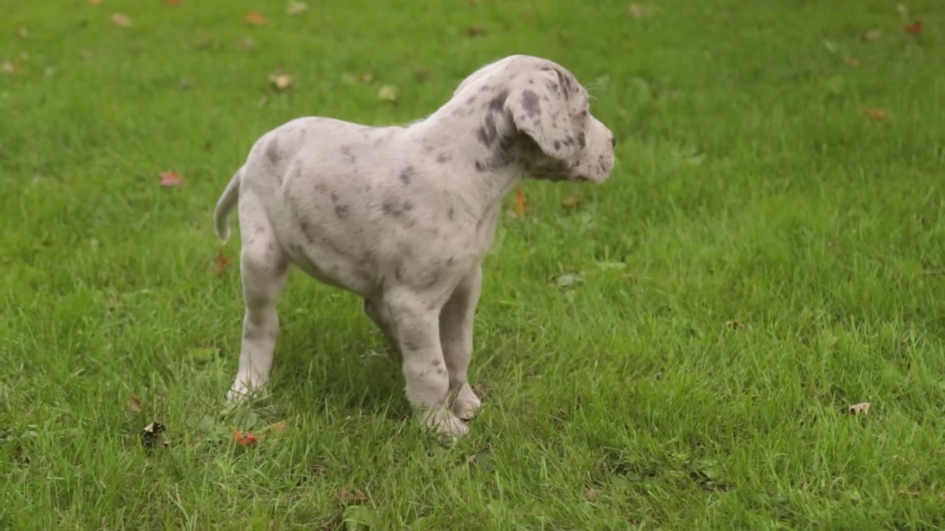 Great Dane dogs for sale: Beatrice Great Dane  - Video 1