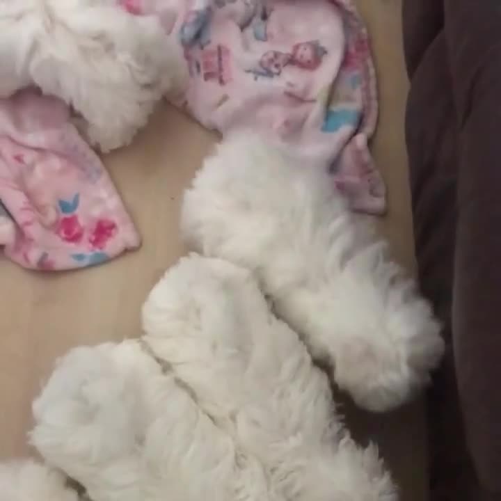 Yorkiepoo dogs for sale: Yorkiepoo Puppy 3 - Video 4