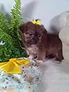 Shorkie dogs for sale: Penny - Video 1