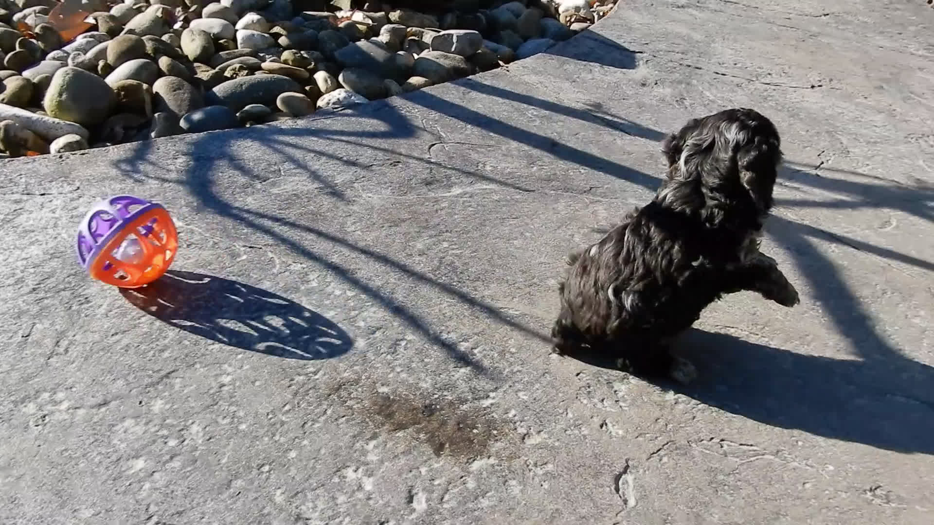 Cockapoo dogs for sale: Jake - Video 2