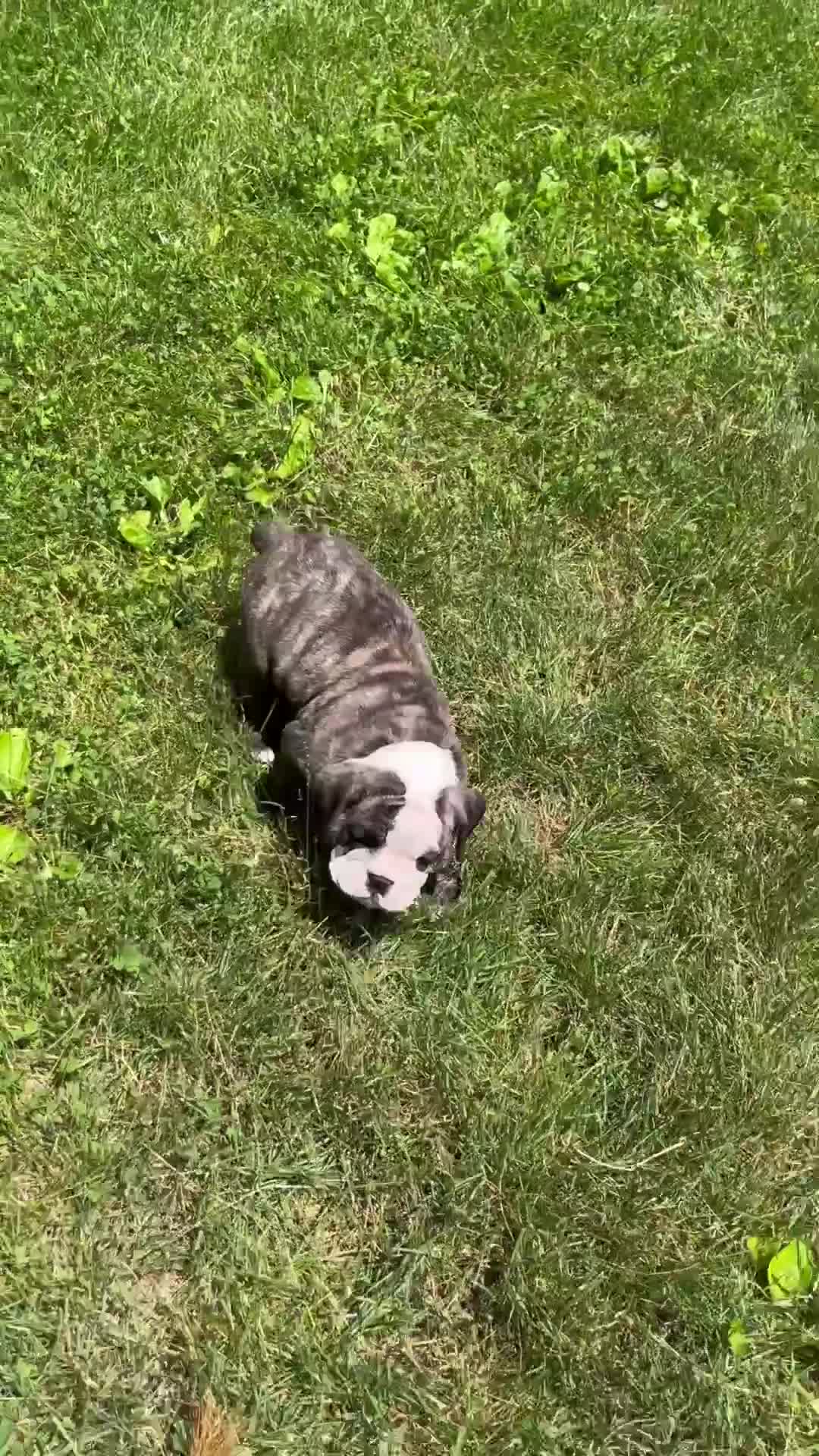 English Bulldog dogs for sale: Rocky - Video 1