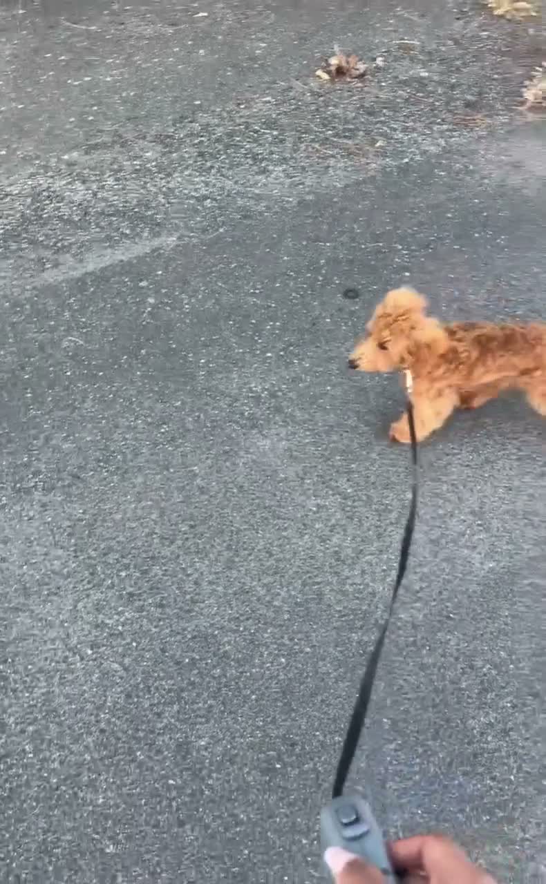 Toy Poodle dogs for sale: Toy Poodle 1 - Video 1
