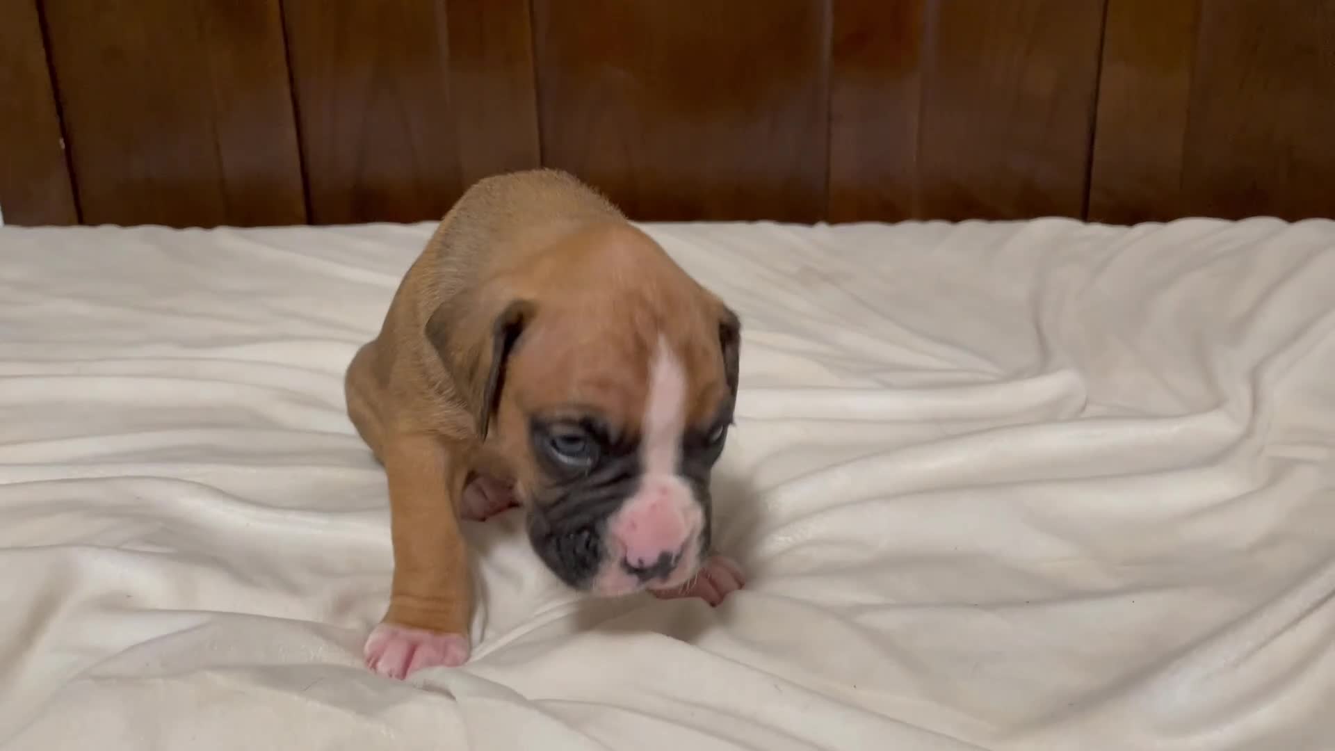Boxer dogs for sale: Milo - Video 2