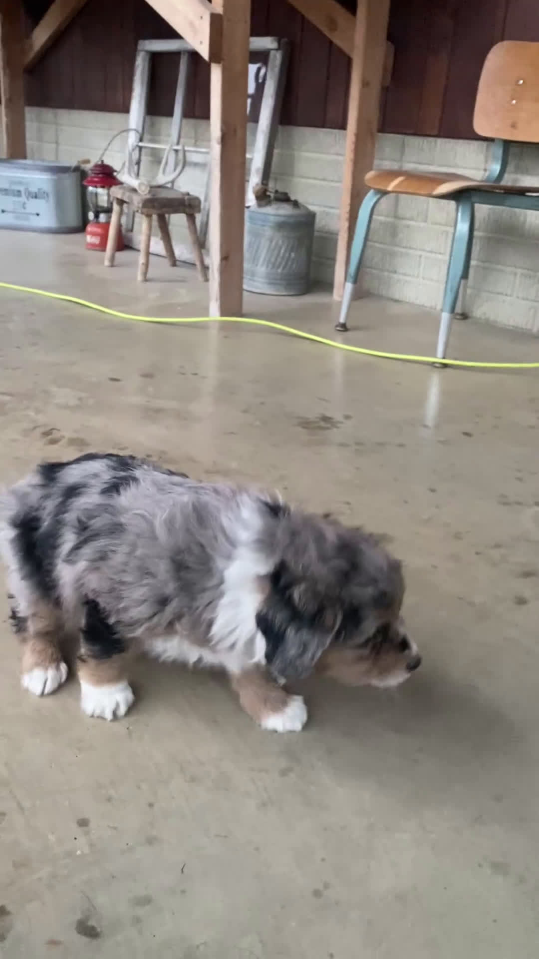 Aussiedoodle dogs for sale: Bella - Video 6