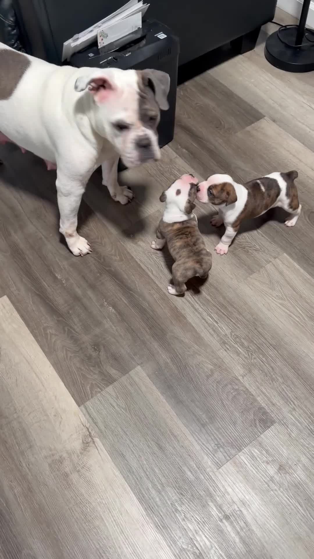 Mixed Breed dogs for sale: Mixed Breed 2 - Video 1