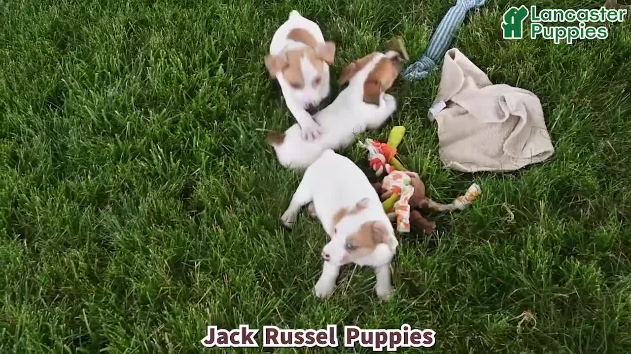 Jack Russell Terrier dogs for sale: Tasha - Video 1