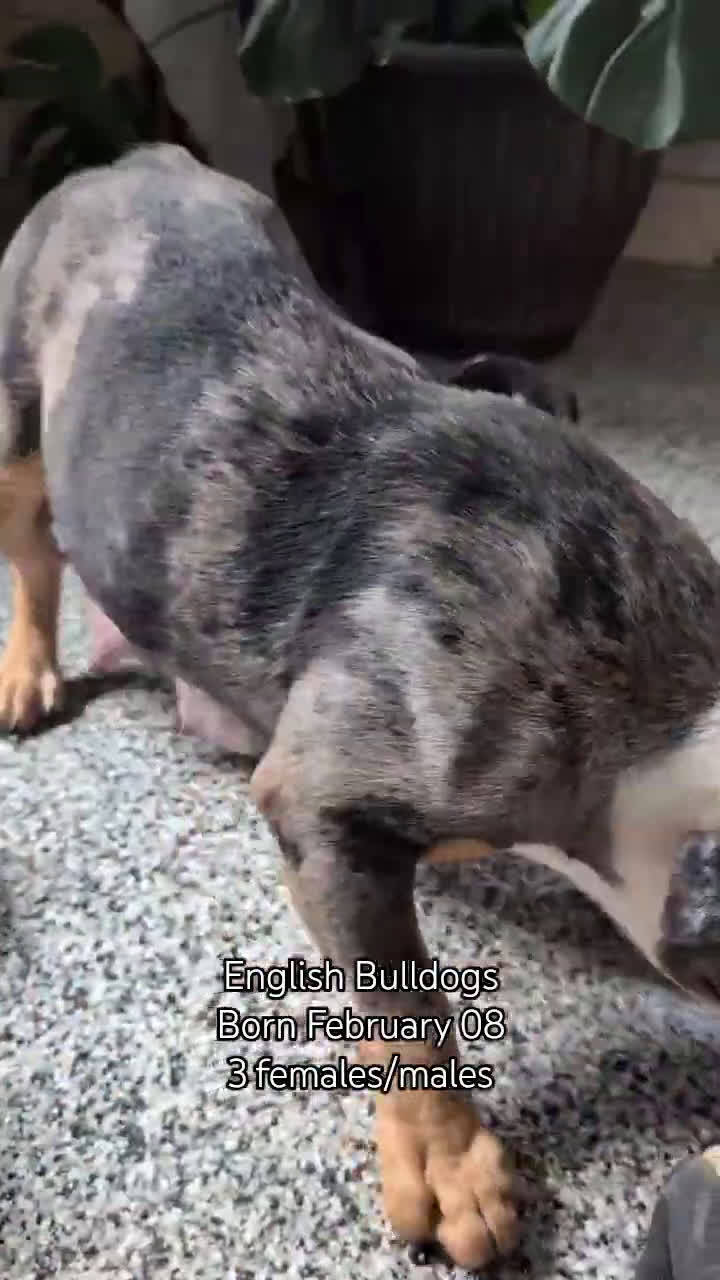 English Bulldog dogs for sale: Zion - Video 3