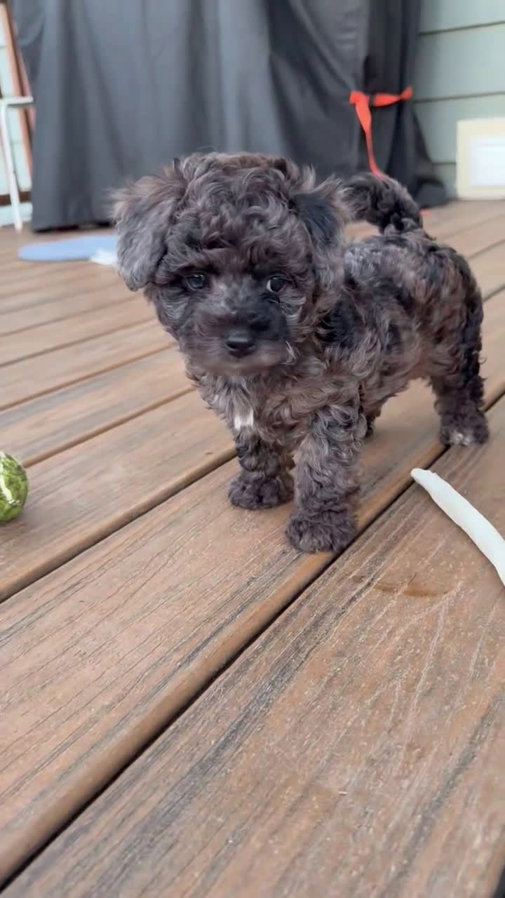 Yorkiepoo dogs for sale: Yorkiepoo LULUS - Video 1