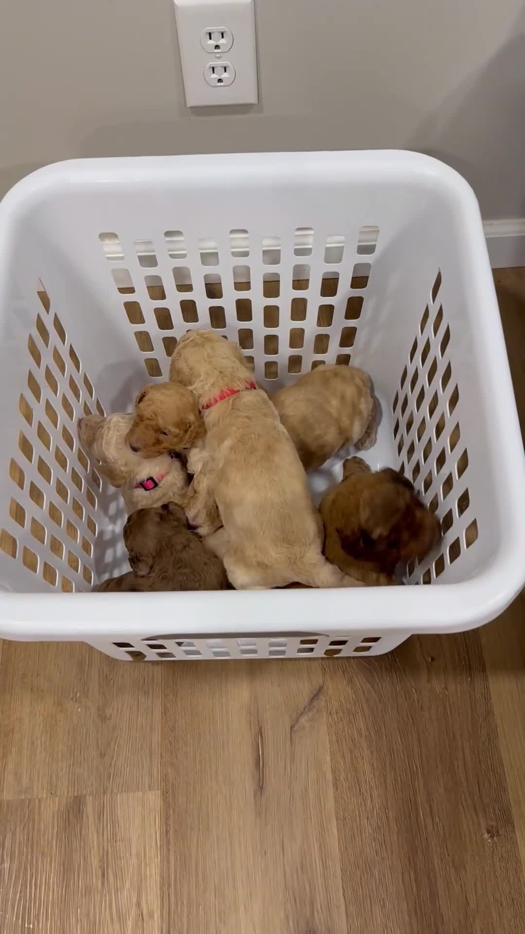 Standard Poodle dogs for sale: Silver Collar - Video 2