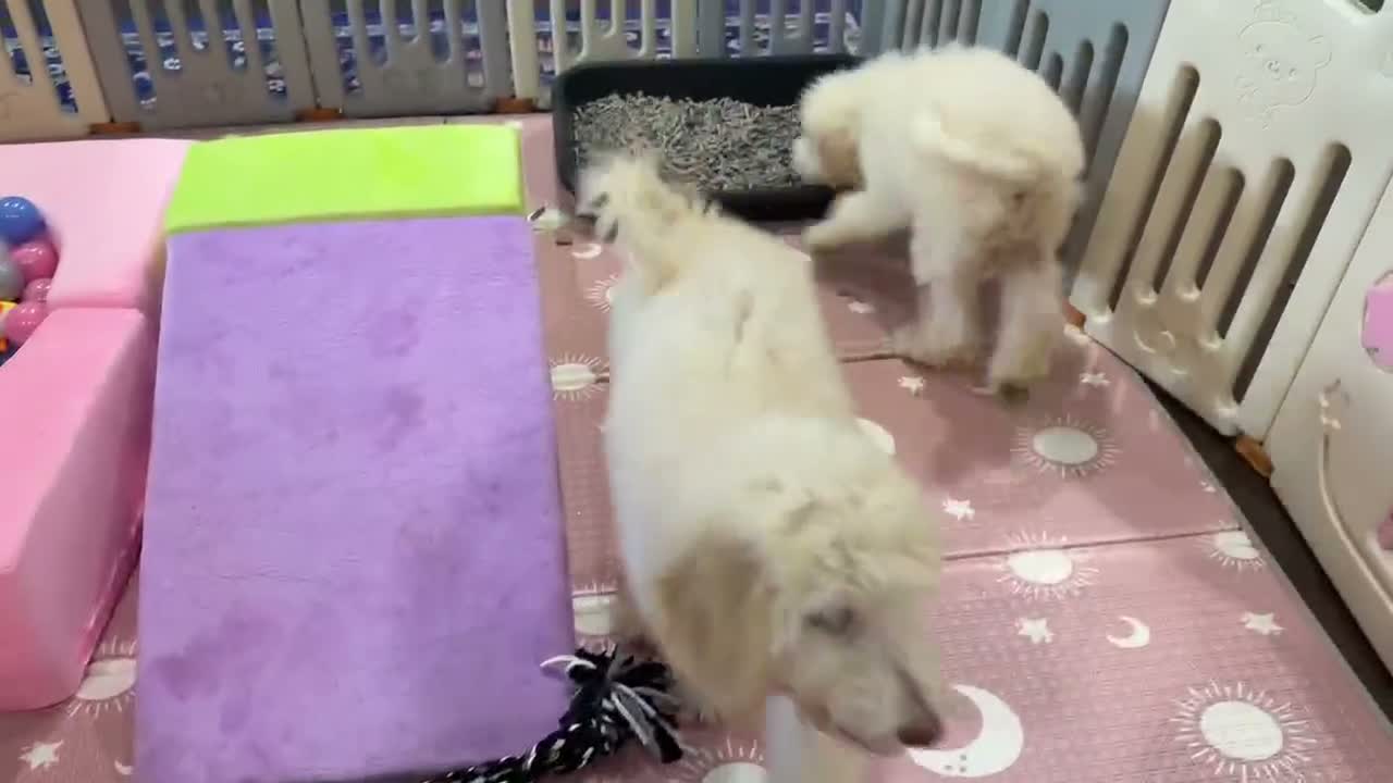 Labradoodle dogs for sale: Mila - Video 1