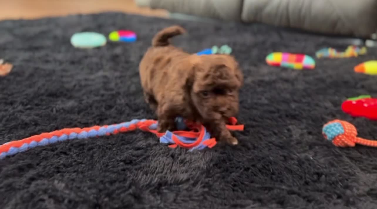 Havapoo dogs for sale: Millie - Video 3