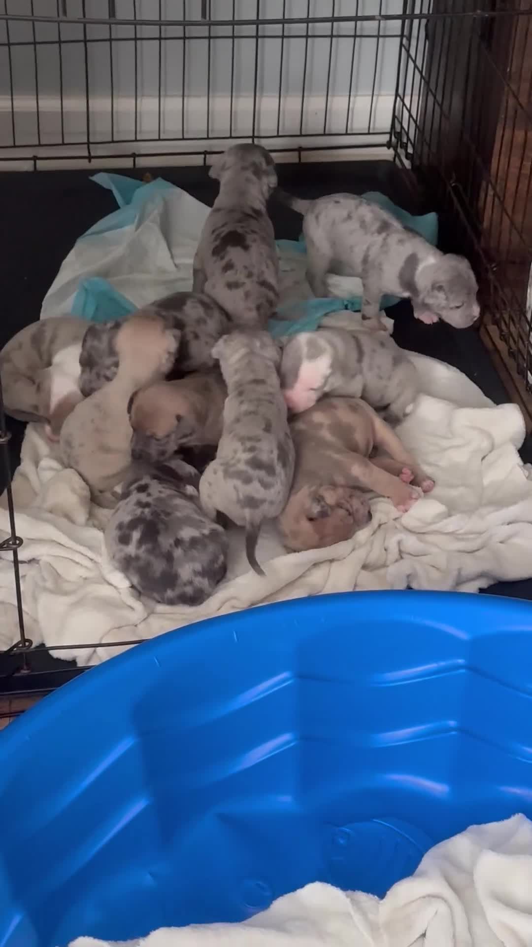 Mixed Breed dogs for sale: coco - Video 1