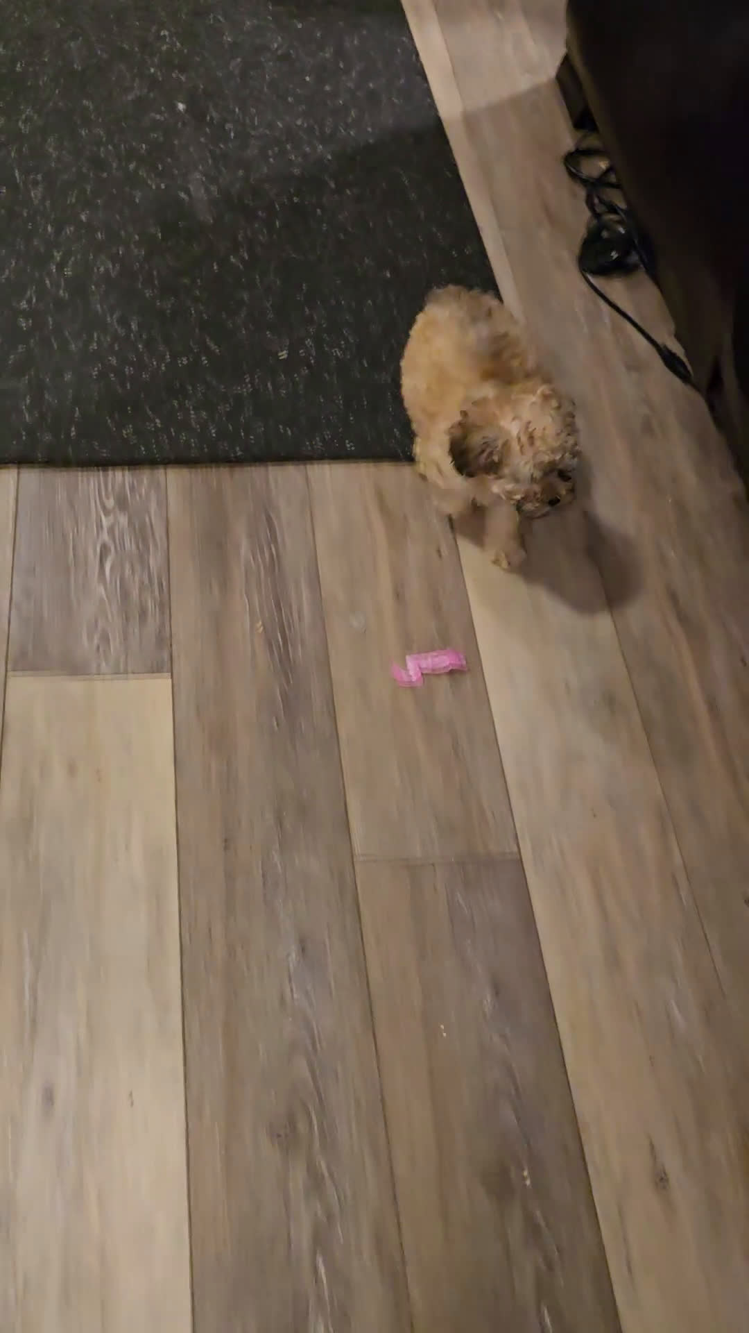 Toy Poodle dogs for sale: Lake  - Video 1