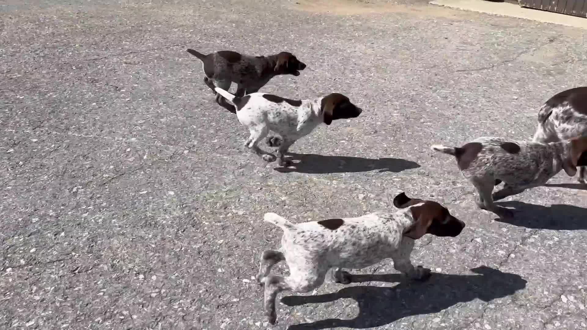 German Shorthaired Pointer dogs for sale: Sprite❤️🐾Akc registered🐾CAll 717-621-8986 - Video 1