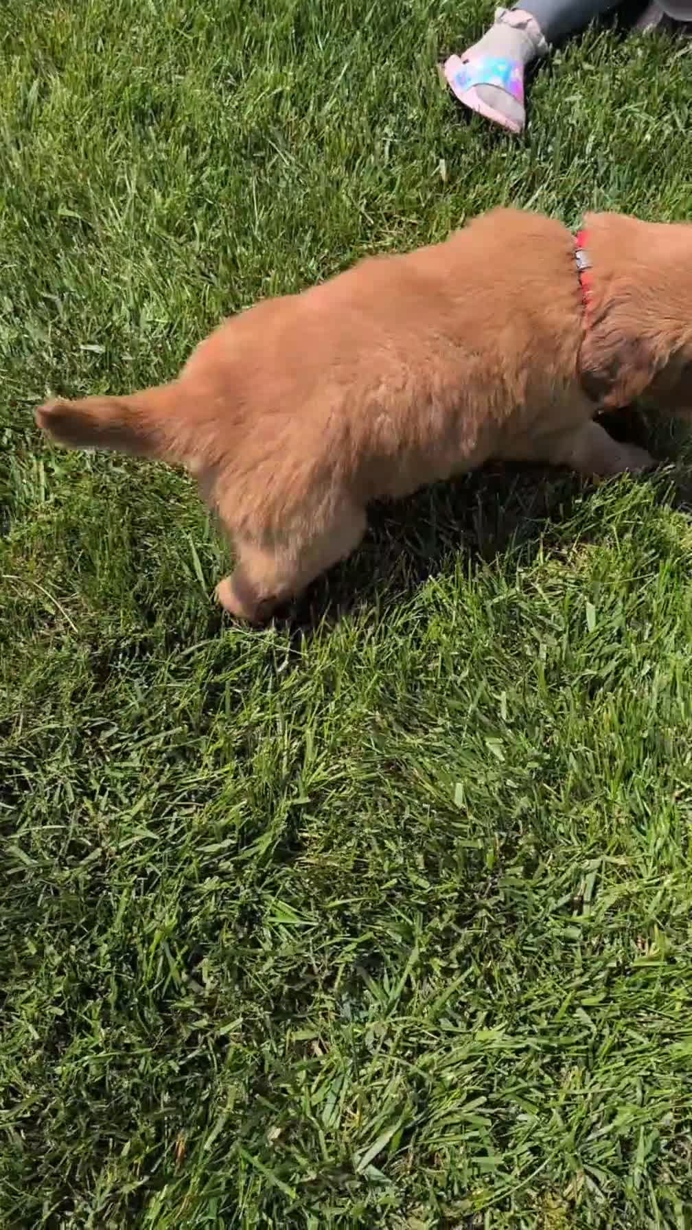 Golden Retriever dogs for sale: Spencer - Video 1