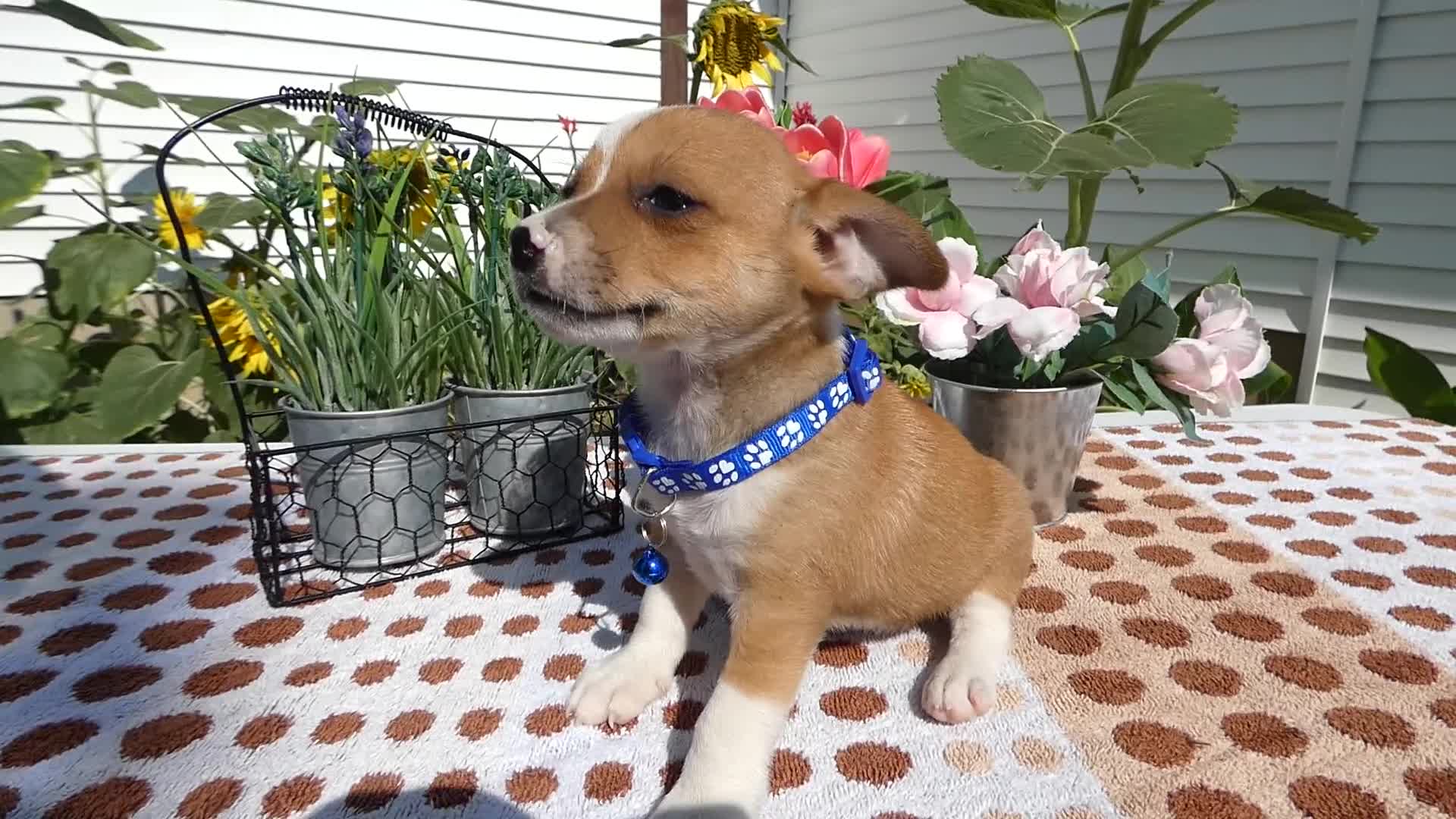 Jack Chi dogs for sale: Jack Chi 1 Tony - Video 1