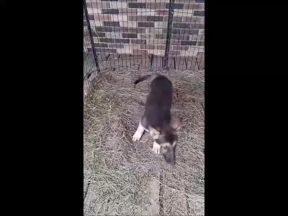 German Shepherd dogs for sale: German Shepherd Puppy 2 - Video 1