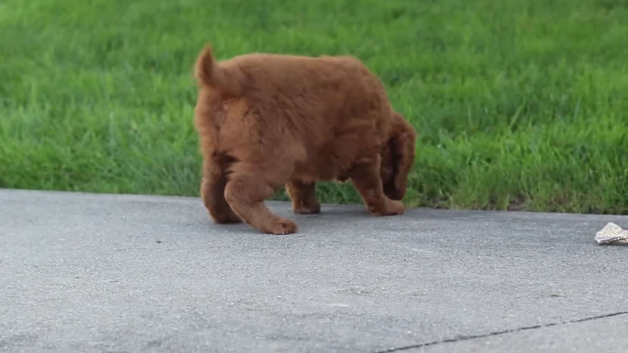 Mini Goldendoodle dogs for sale: Ivy - Video 1